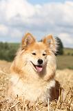 CHIEN FINNOIS DE LAPONIE 082